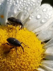 Odontocorynus salebrosus