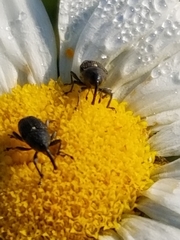 Odontocorynus salebrosus