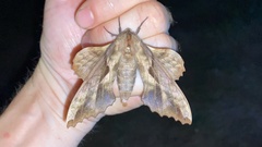 Phyllosphingia dissimilis