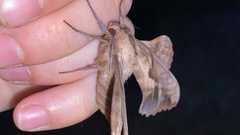 Phyllosphingia dissimilis