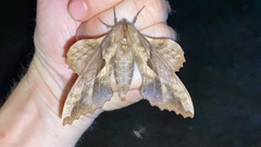 Phyllosphingia dissimilis