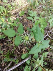 Clematis alpina sibirica