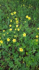 Potentilla