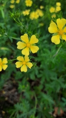 Potentilla