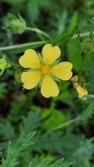 Potentilla