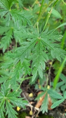 Potentilla