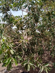 Combretum glutinosum