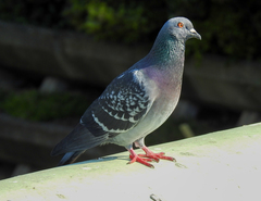 Columba livia domestica