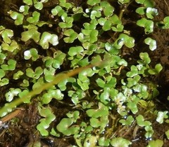 Ranunculus hederaceus