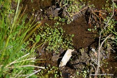 Ranunculus hederaceus