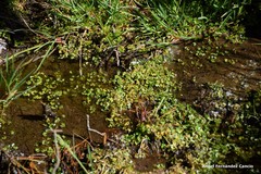 Ranunculus hederaceus