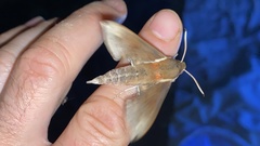 Rhagastis mongoliana