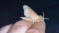 Rhagastis mongoliana