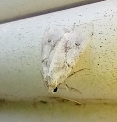 Acronicta innotata