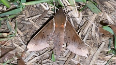 Rhagastis mongoliana