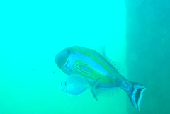 Pseudocaranx wrighti