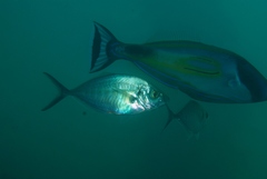 Pseudocaranx wrighti