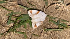 Sphragifera biplagiata