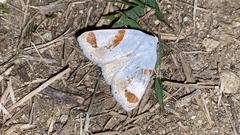 Sphragifera biplagiata