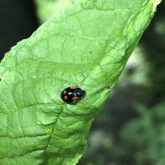 Adalia bipunctata