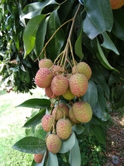 Litchi chinensis
