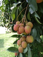 Litchi chinensis