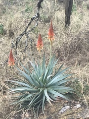 Aloe mutabilis