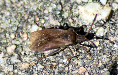 Ulmicola spinipes