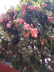 Litchi chinensis