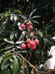Litchi chinensis