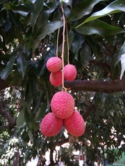 Litchi chinensis