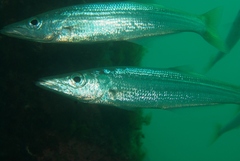 Dinolestes lewini