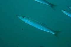 Dinolestes lewini