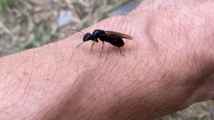 Camponotus japonicus