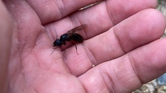 Camponotus japonicus