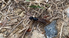 Camponotus japonicus