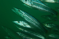 Dinolestes lewini
