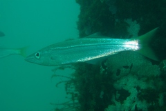 Dinolestes lewini
