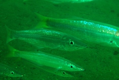 Dinolestes lewini