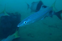 Dinolestes lewini
