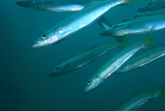 Dinolestes lewini