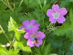 Geranium × oxonianum