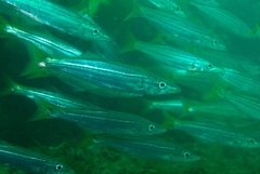 Dinolestes lewini