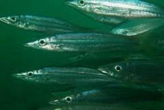 Dinolestes lewini