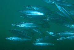 Dinolestes lewini