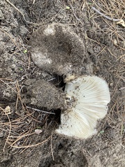 Russula erumpens