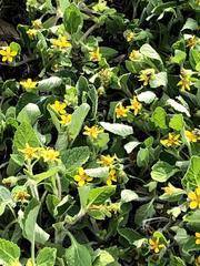 Chrysogonum