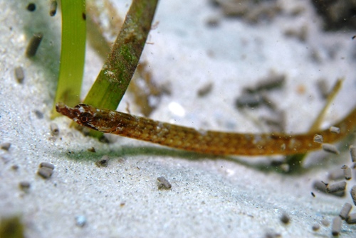 Pugnose pipefish (Pugnaso curtirostris) — Syngnathidae — 5