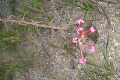 Ipomopsis aggregata collina