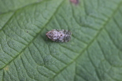 Tachycixius pilosus